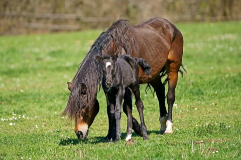 Domestic horses