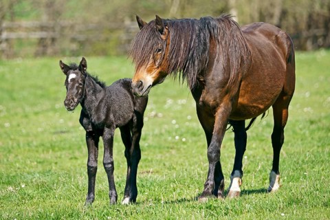 Domestic horses
