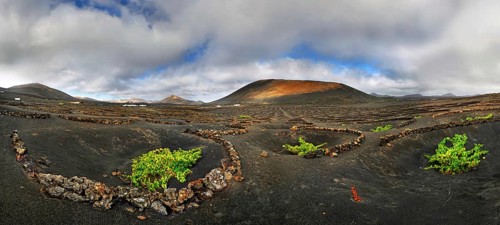 Vineyards with vines in semicircular walls in the lava fields of La Geria