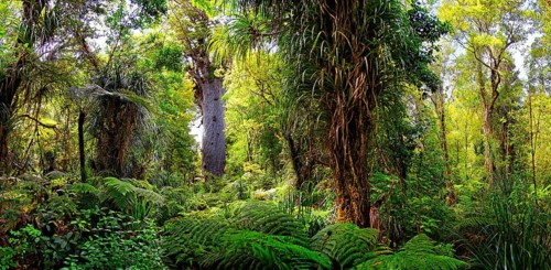 Subtropical rainforest