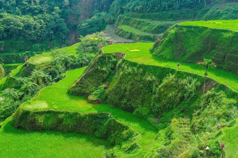 Hapao rice terraces