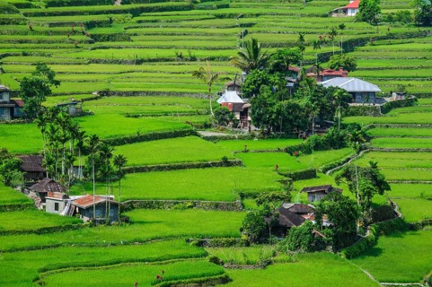 Hapao rice terraces