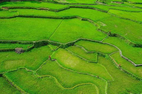 Hapao rice terraces