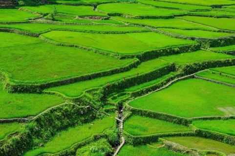 Hapao rice terraces