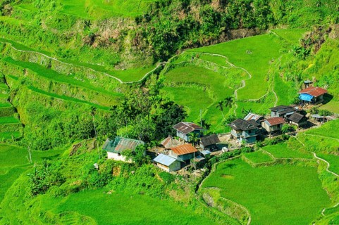Hapao rice terraces