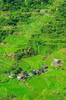 Hapao rice terraces