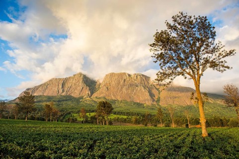 Tea plantation at Mount Mulanje