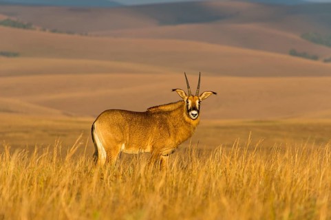 Roan antelope (Hippotragus equinus)