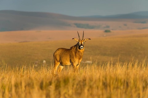 Roan antelope (Hippotragus equinus)