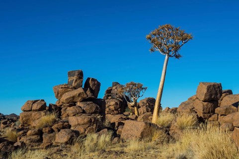 Quiver tree (Aloe dichotoma) between bizarre rock formations