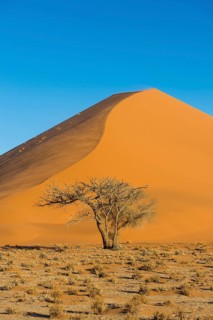 Camelthorn tree (Acacia erioloba) before the giant sanddune Dune 45