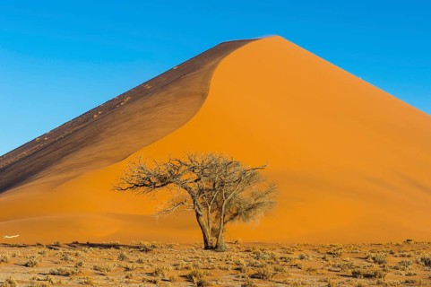 Camelthorn tree (Acacia erioloba) before the giant sanddune Dune 45