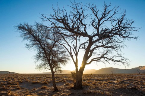 Camelthorn tree (Acacia erioloba) in the backlight