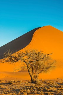 Camelthorn tree (Acacia erioloba) before the giant sanddune Dune 45