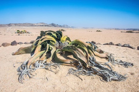 Welwitschia (Welwitschia mirabilis)