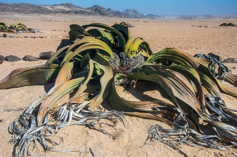Welwitschia (Welwitschia mirabilis)