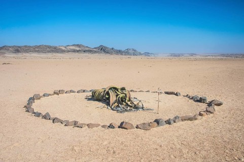 Welwitschia (Welwitschia mirabilis)