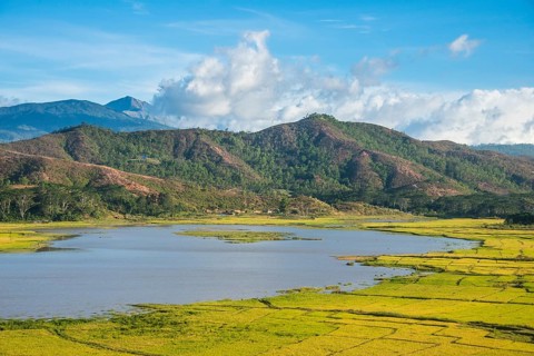 Rice cultivation