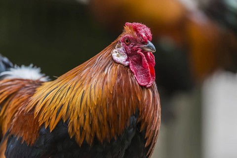 Altsteirer rooster