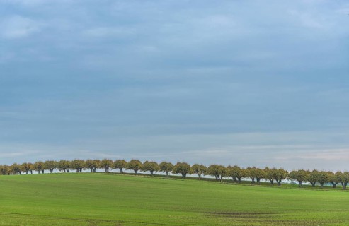 Feston Allee