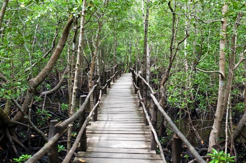 Wooden footbridge through mangroves (Rhizophora)