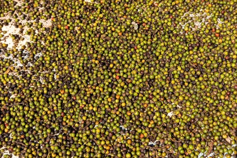 Coffee fruits are laid out for drying