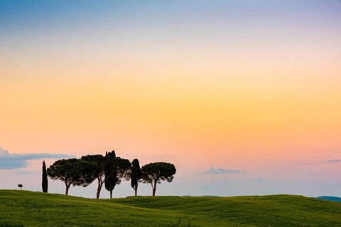 Tuscan landscape with cluster of trees