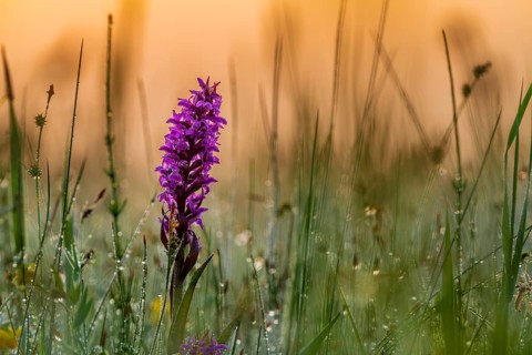 Broad-leaved marsh orchid (Dactylorhiza majalis) in a meadow in the back light in the early morning at sunrise