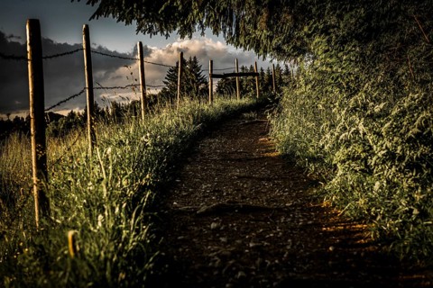 Narrow path with fence at forest edge