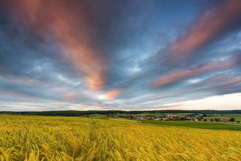 Cornfield with cloudy sky