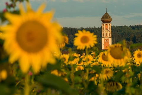 Parish Church of the Assumption of the Virgin Mary with sunflower field