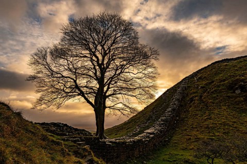 Autumn tree on a stone wall in a depression with a dramatic lighting atmosphere