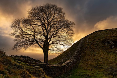 Autumn tree on a stone wall in a depression with a dramatic lighting atmosphere