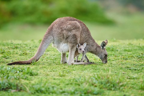 Eastern grey kangaroo (Macropus giganteus)