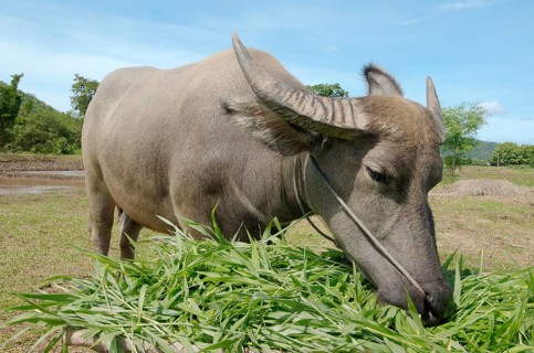 Water buffaloÂ orÂ domestic Asian water buffaloÂ  (Bubalus bubalis) eating grass
