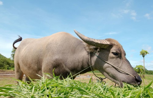 Water buffaloÂ orÂ domestic Asian water buffaloÂ  (Bubalus bubalis) eating grass