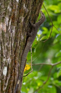 Asian water monitor or Aquatic Varan (Varanus salvator)