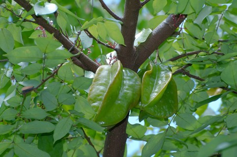 Star fruit