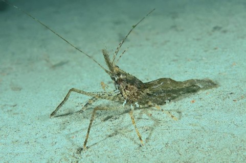 Shrimp (Palaemon sp.)
