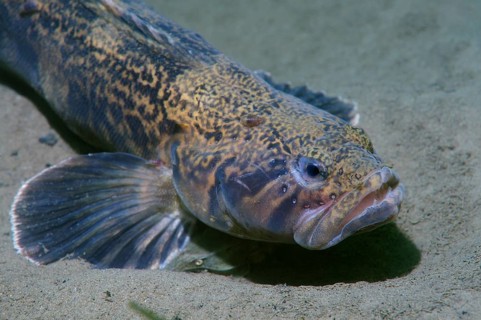 Prickleback