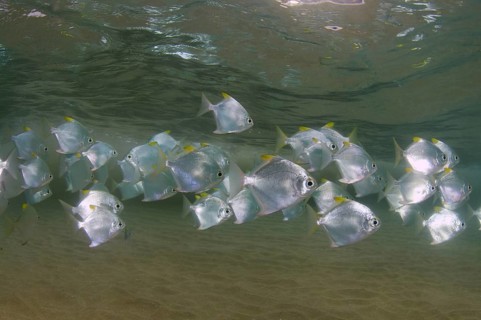 School of Silver Moonfish (Monodactylus argenteus)