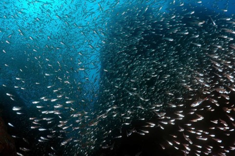 School of Pigmy Sweeper (Parapriacanthus ransonneti) swimming near coral reef