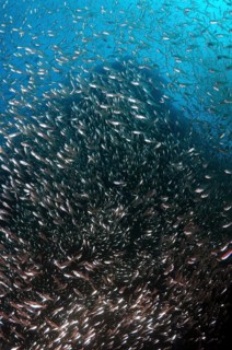 School of Silver Sweeper