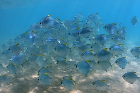 School of fish silver moony