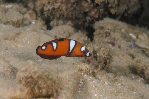 Queen coris or red wrasse (Coris formosa)
