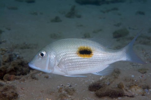 Thumbprint emperor (Lethrinus harak)