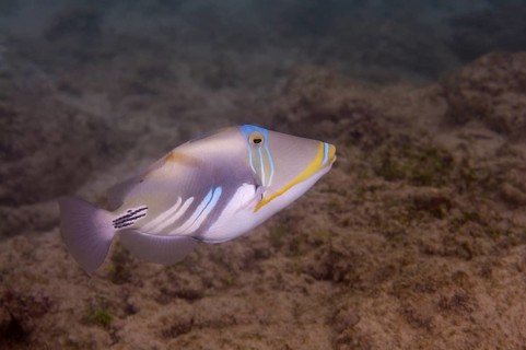 Blackbar triggerfish (Rhinecanthus aculeatus)