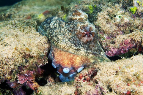 Cyane's octopus