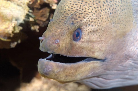 Portrait Giant Moray Eel