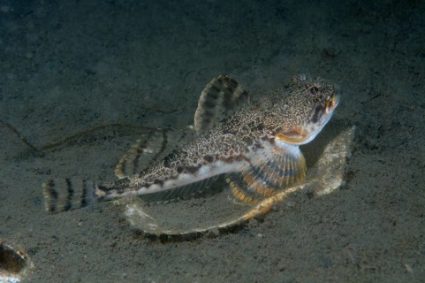 Elf Sculpin or Antlered sculpin (Enophrys diceraus)
